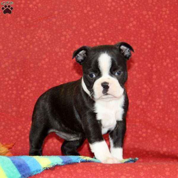 Petunia, Boston Terrier Puppy